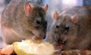 Lassa fever reservoir: The Mastomys rats