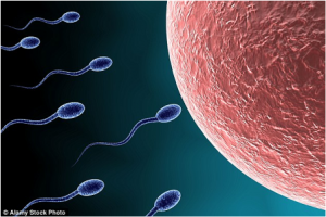 If sperm can't swim (left)  it has no chance of naturally fertilising a woman's egg (right)