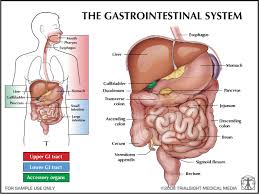 gastrointestinal-system