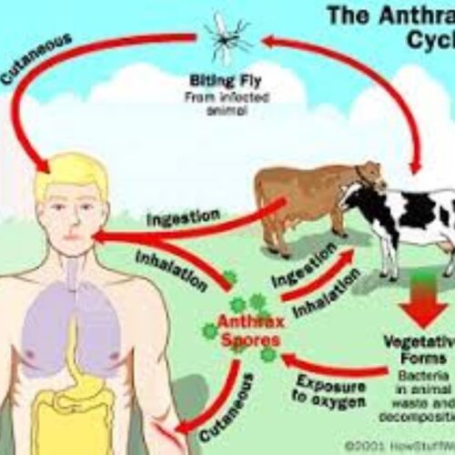 Livestock ministry alerts on anthrax outbreak